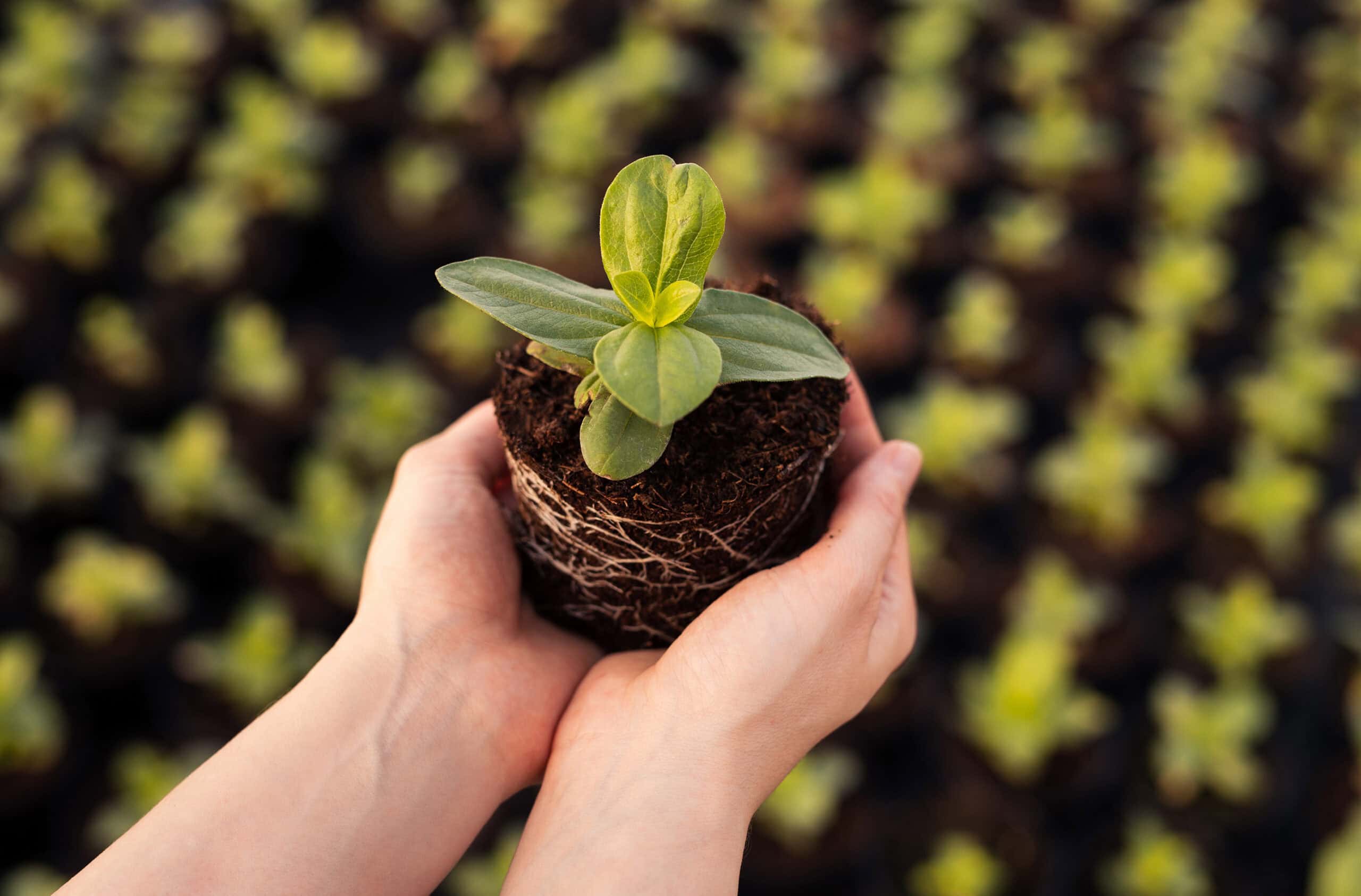 Young plant being held in hands in front of a background of small plants, symbolizing growth and education.